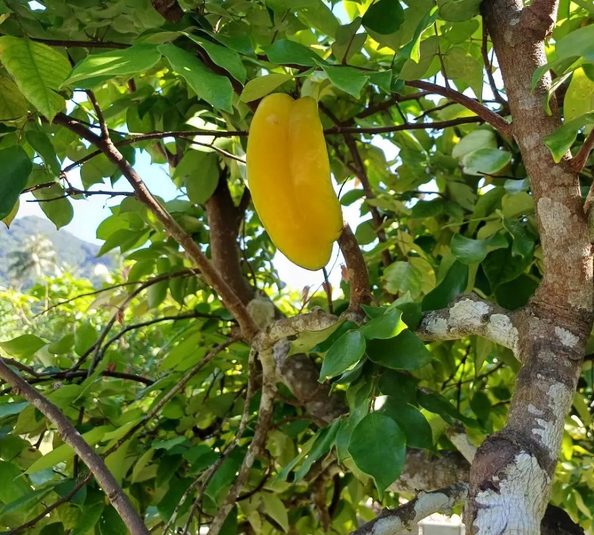 Dom wakacyjny Villa Vairoarii Moorea Afareaitu